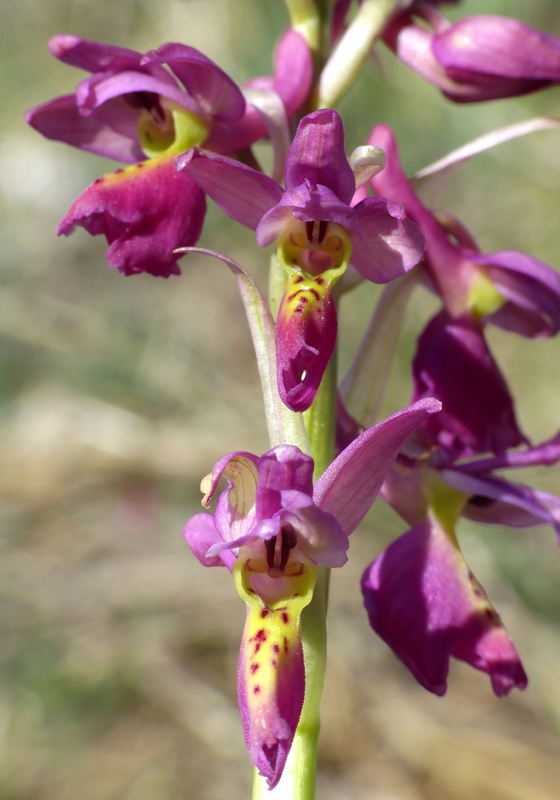 Marsica 2022, Monte Girifalco e Monte Arunzo  Le orchidee e la storia.